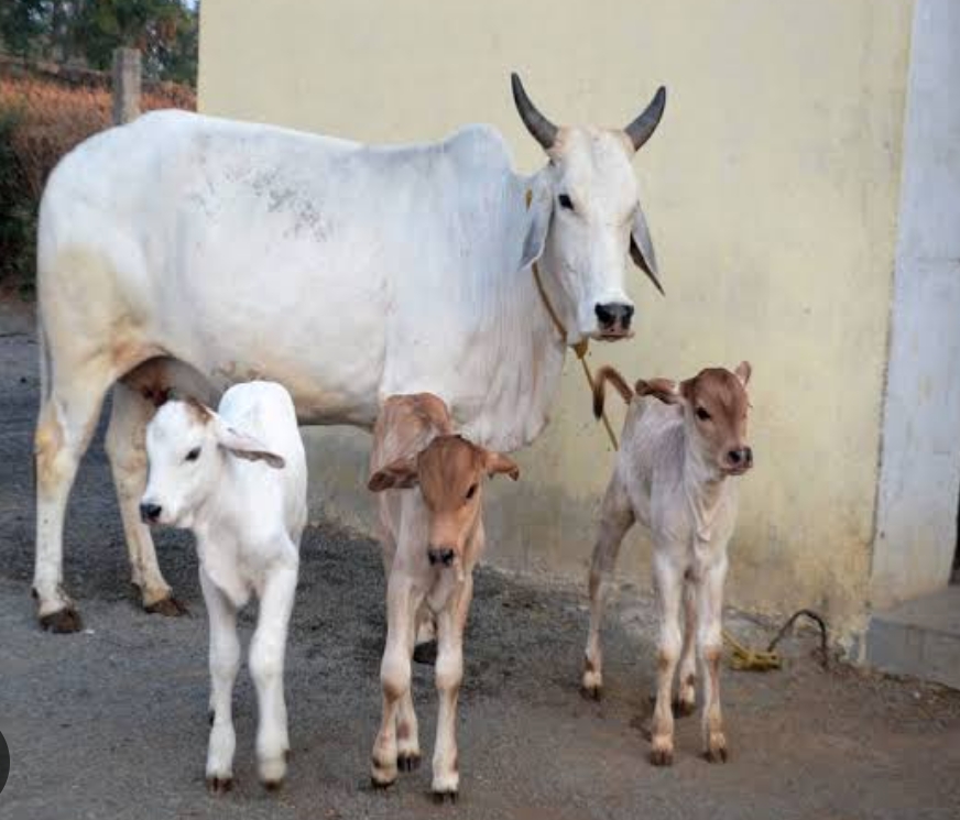 उत्तराखंड: गोवंश तस्करी, हत्या पर, 10 साल की सजा और 5 लाख रुपए के जुर्माने की सिफ़ारिश……. गो सेवा आयोग।