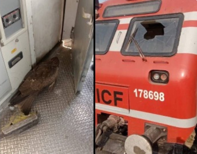 ट्रेन से टकराया बाज़, लोको पायलट हुआ घायल।