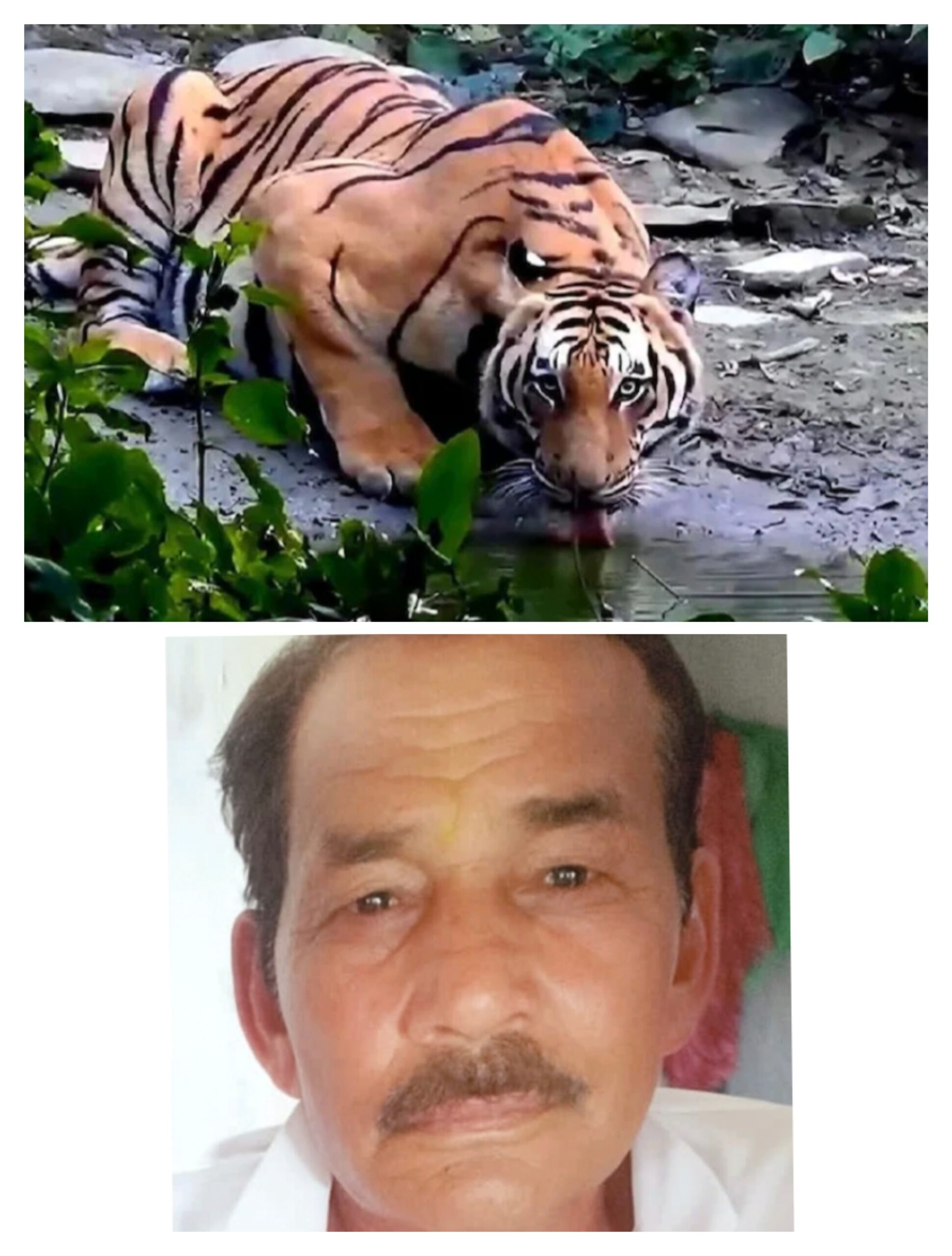 खटीमा:  और फ़िर एक बार,,,,,,,,, बाघ द्वारा शिकार,,,, बुजुर्ग की मौत।