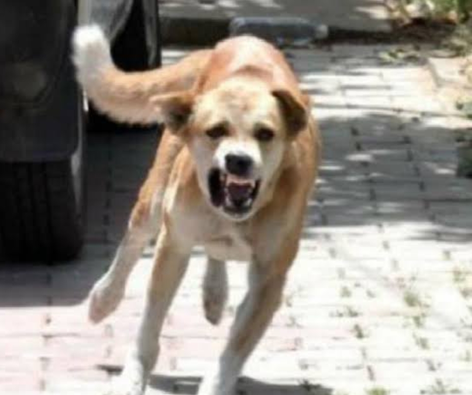 हल्द्वानी:  15 लोगों को काटने के बाद आज फिर 1 बच्चे को कुत्ते ने काटा। Video