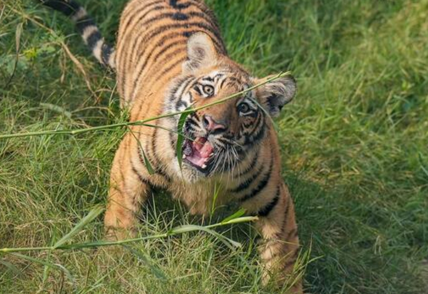 अल्मोड़ा:  बाघ के हमले में बुजुर्ग की दर्दनाक मौत,,,,,,!